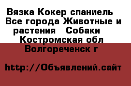 Вязка Кокер спаниель - Все города Животные и растения » Собаки   . Костромская обл.,Волгореченск г.
